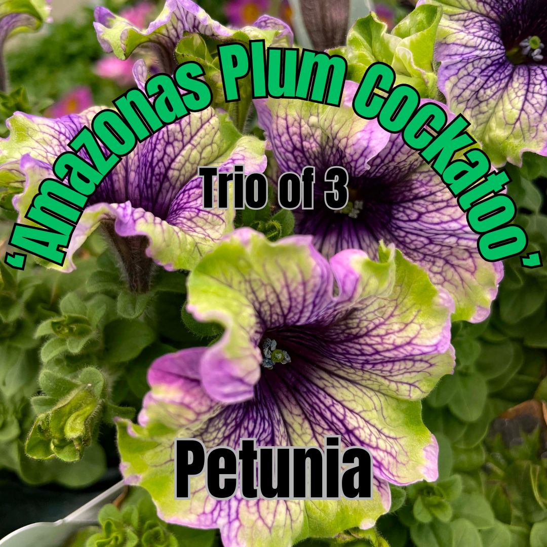 Petunia, Amazonas Plum Cockatoo - Trio of 3 plants