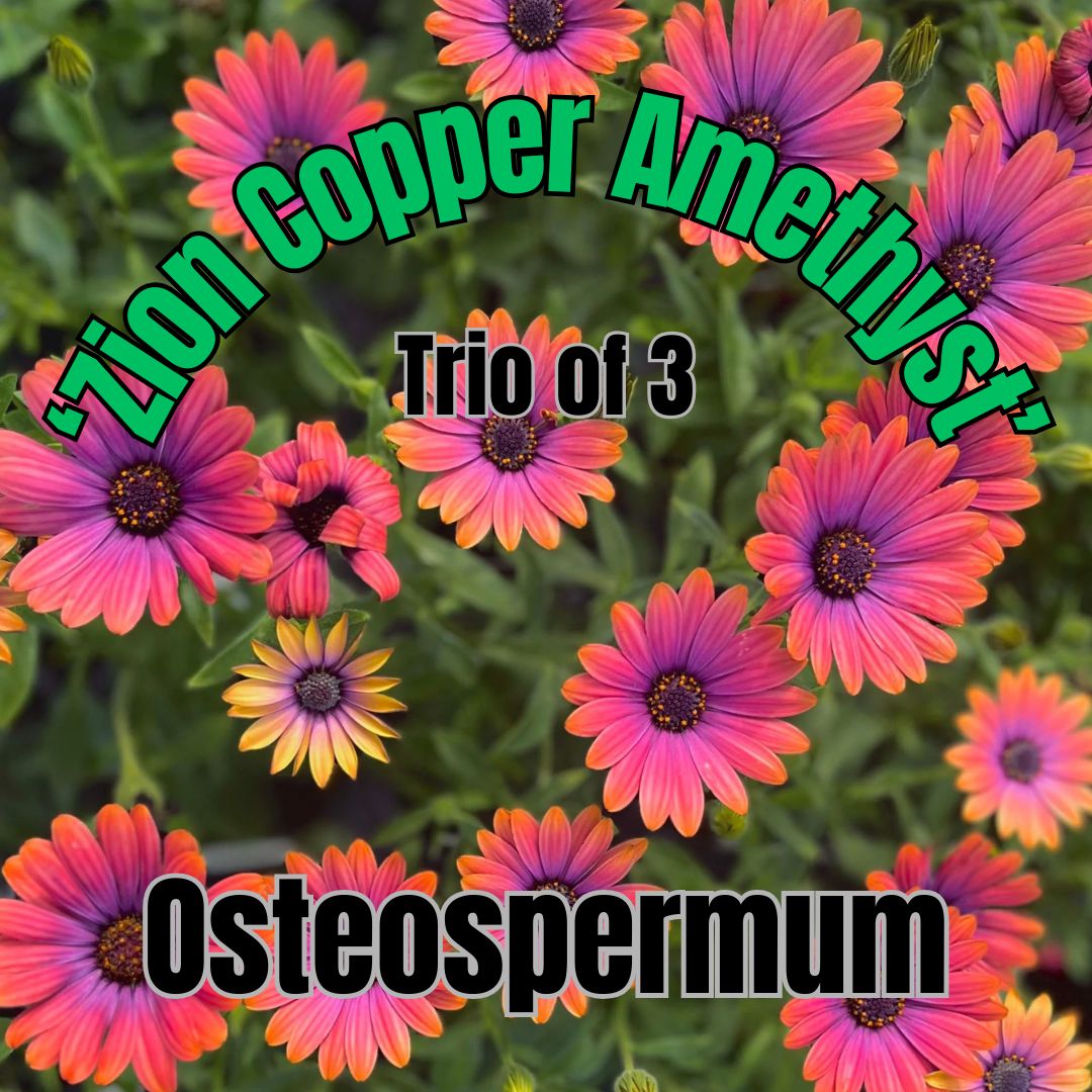 Osteospermum, Zion Copper Amethyst - Trio of plants