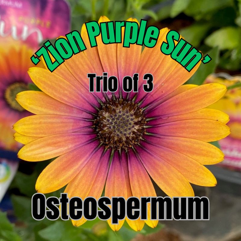 Osteospermum, Zion Purple Sun - Trio of plants