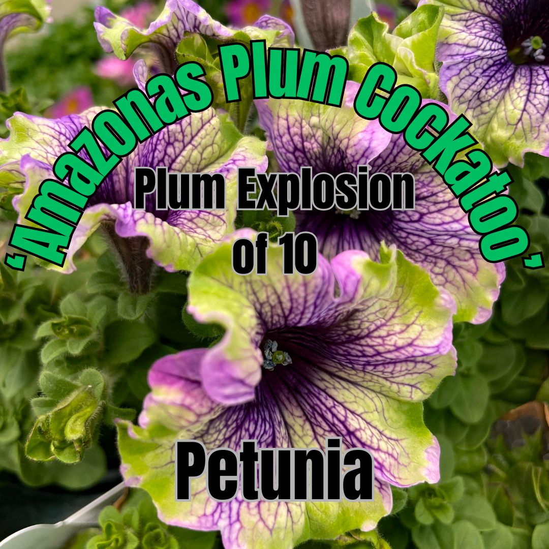 Petunia, Amazonas Plum Cockatoo - Plum Explosion of 10 plants
