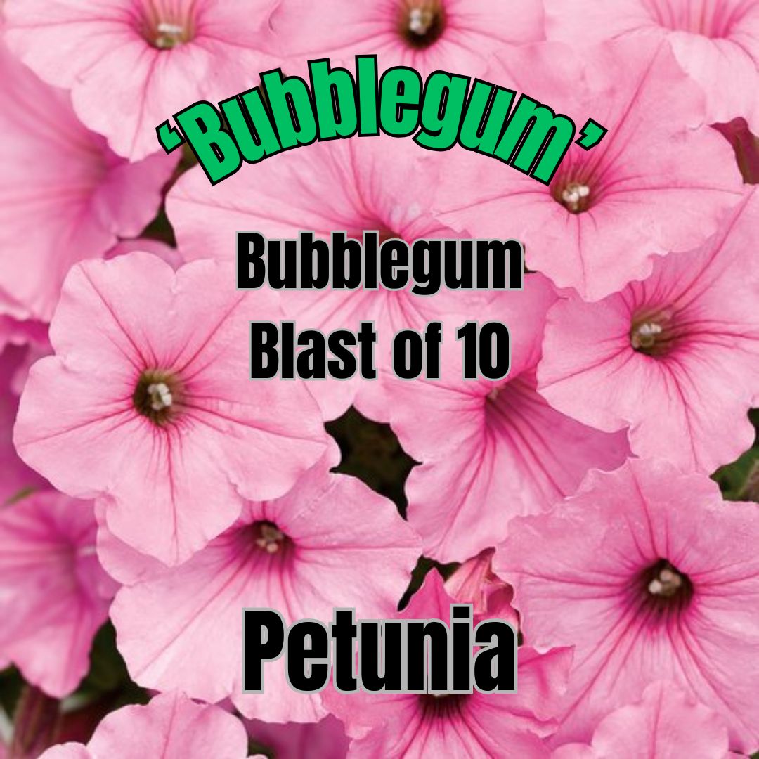 Petunia, Vista Bubblegum - Bubblegum Blast
