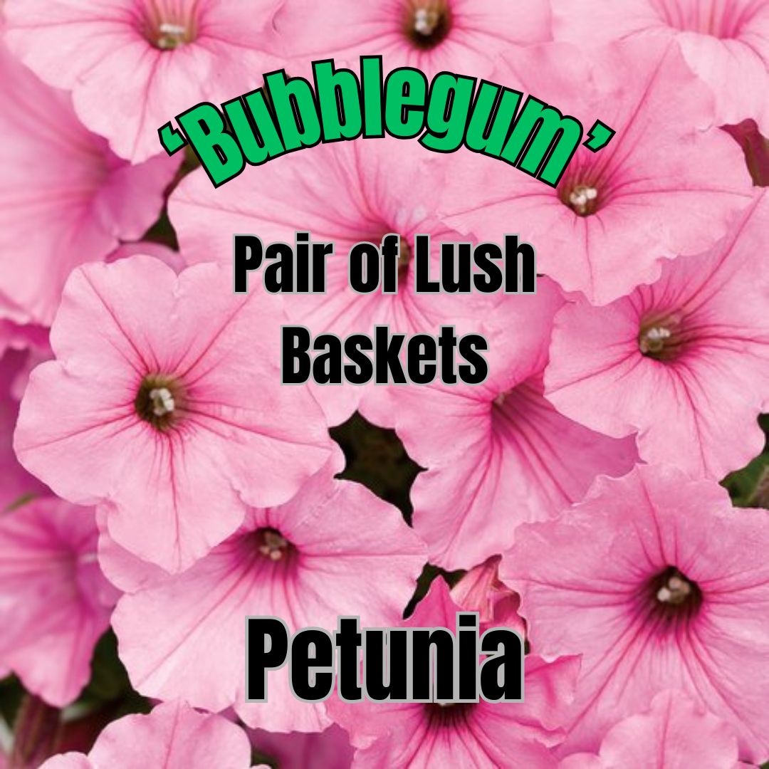 Petunia, Vista Bubblegum - Pair of Lush Baskets