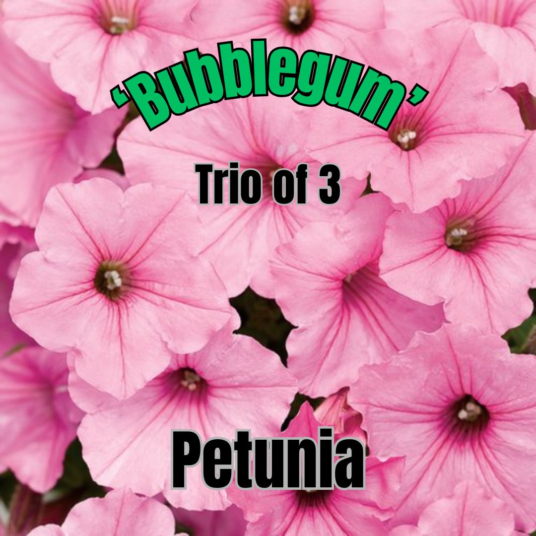 Petunia, Vista Bubblegum - Trio of 3 plants