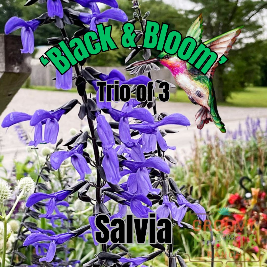 Salvia, Black &amp; Bloom - Trio of plants