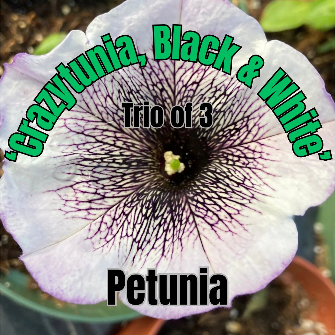 Petunia, Crazytunia, Black &amp; White - Trio of 3 plants