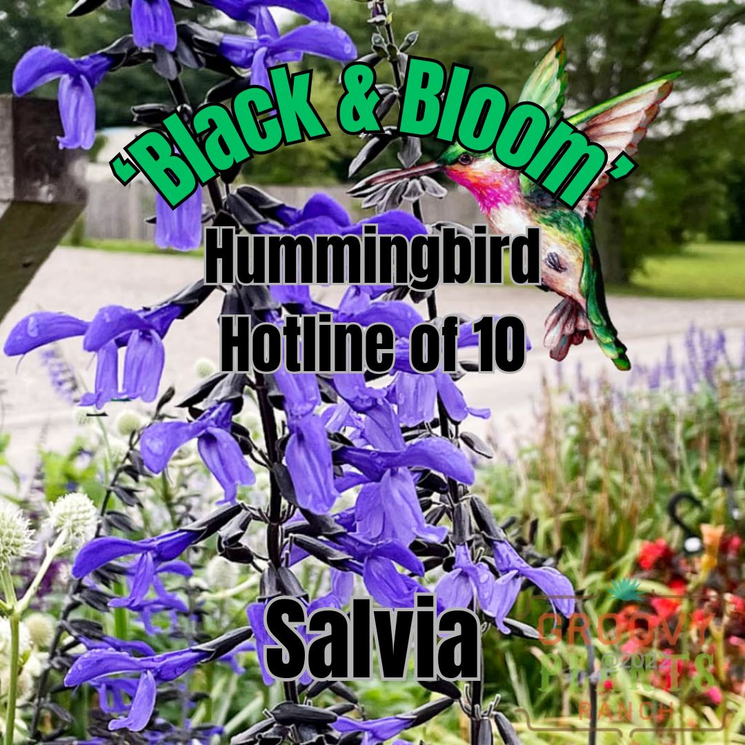 Salvia, Black &amp; Bloom - Hummingbird Hotline