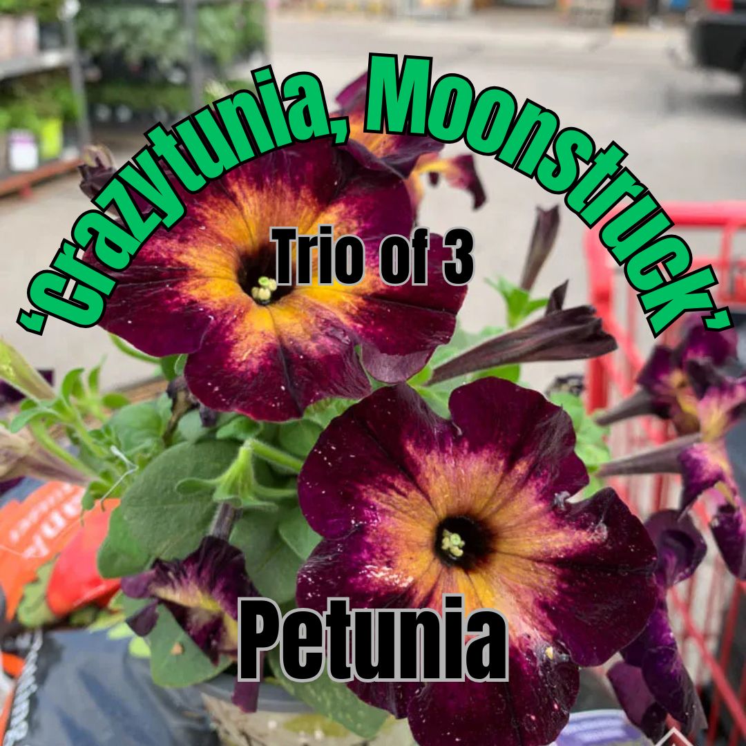Petunia, Crazytunia, Moonstruck - Trio of 3 plants