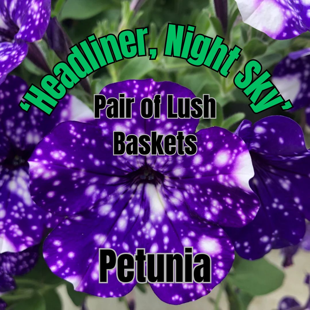 Petunia, Headliner Night Sky - Pair of Lush Baskets