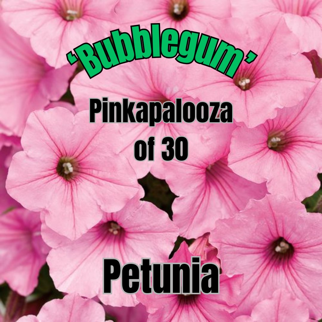 Petunia, Vista Bubblegum - Pinkapalooza (30 plants)