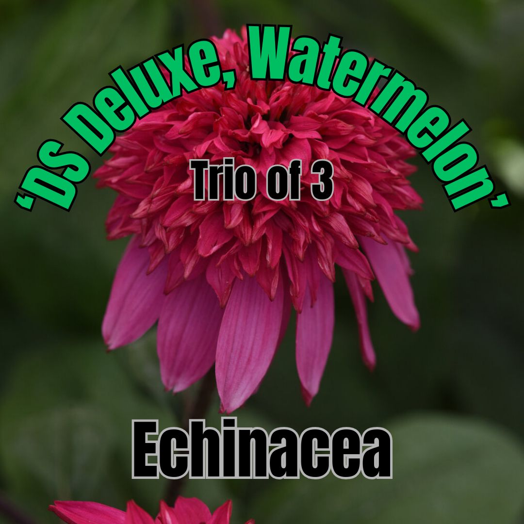 Echinacea, DS Deluxe Watermelon - Trio of 3 plants