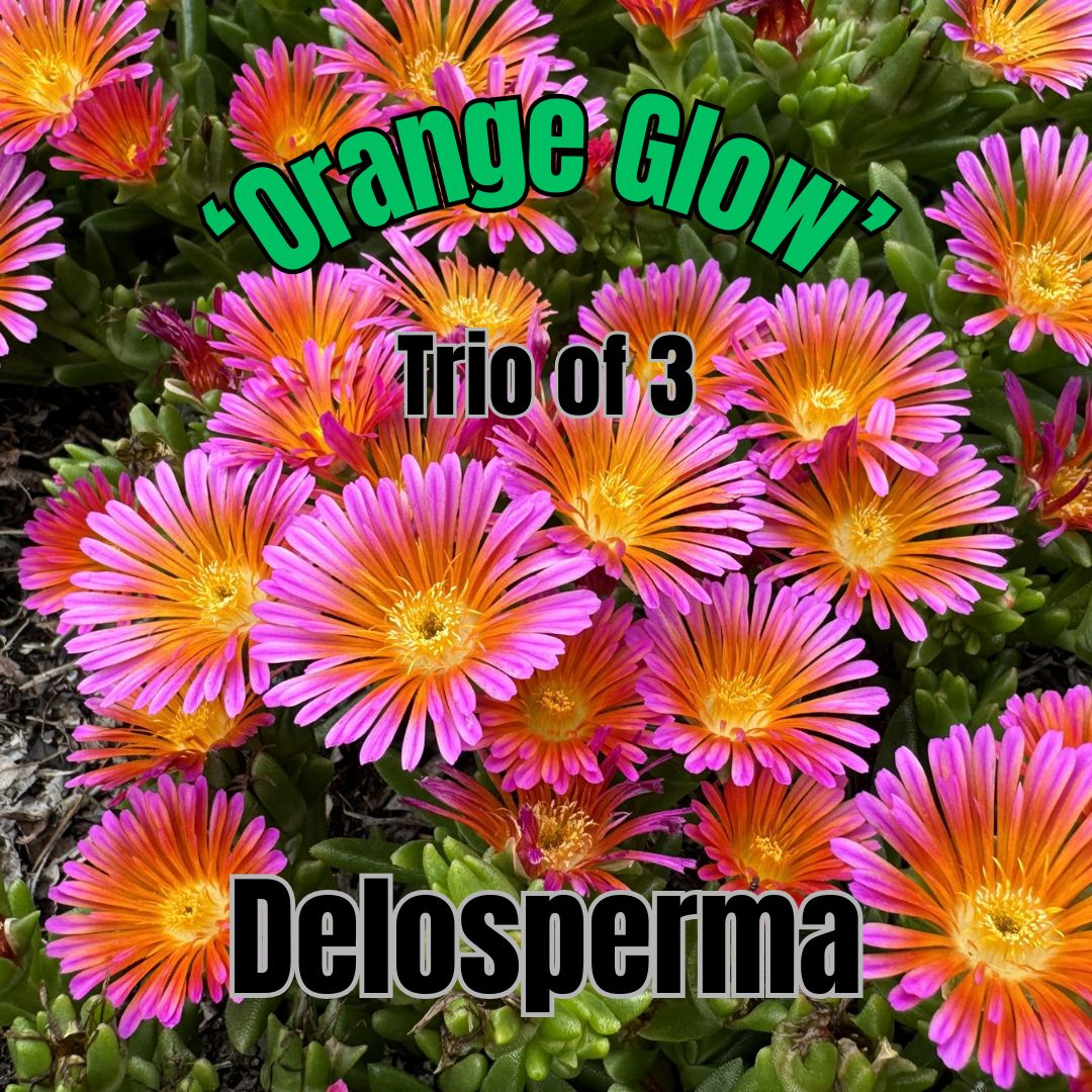 Delosperma, Orange Glow - Trio