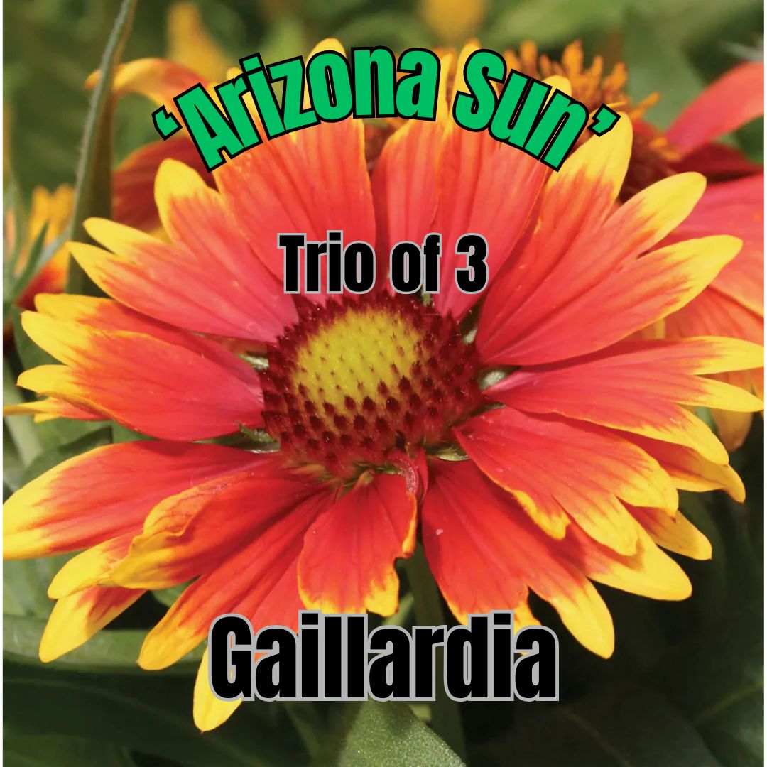 Gaillardia, Arizona Sun - Trio of 3 plants