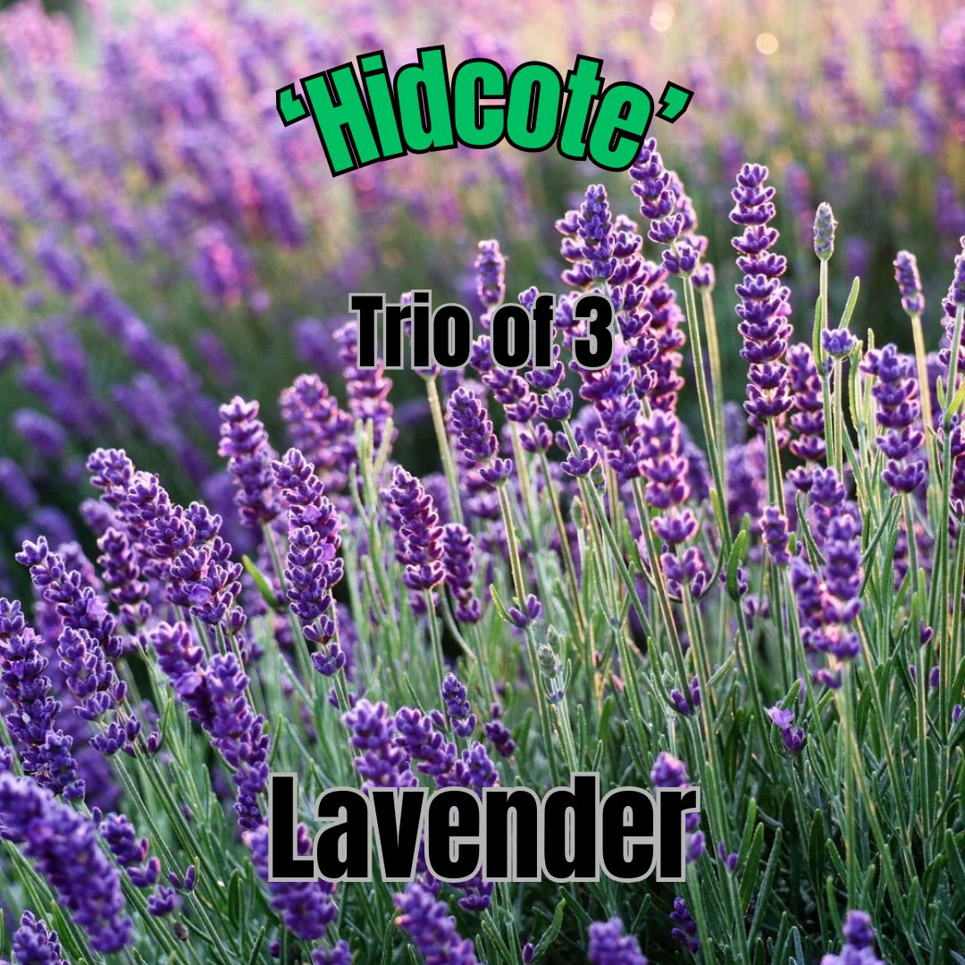 Lavender, Hidcote - Trio of 3 plants