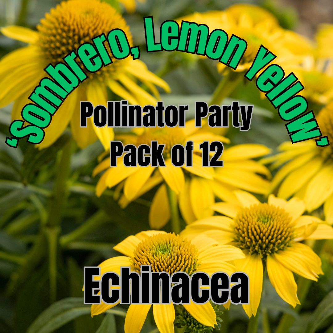 Echinacea, Som. Lemon Yellow - Pollinator Party Pack of 12 plants