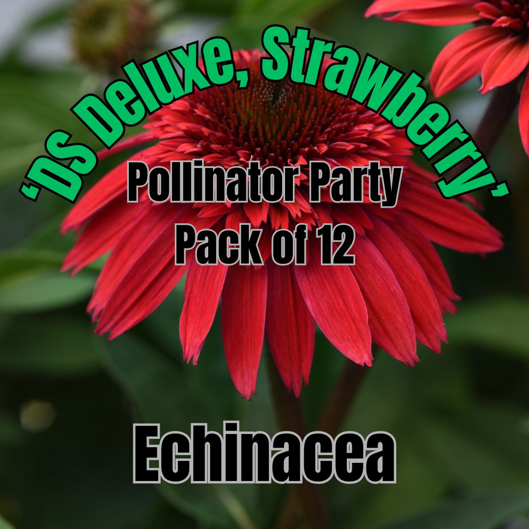 Echinacea, DS Deluxe Strawberry - Pollinator Party Pack of 12