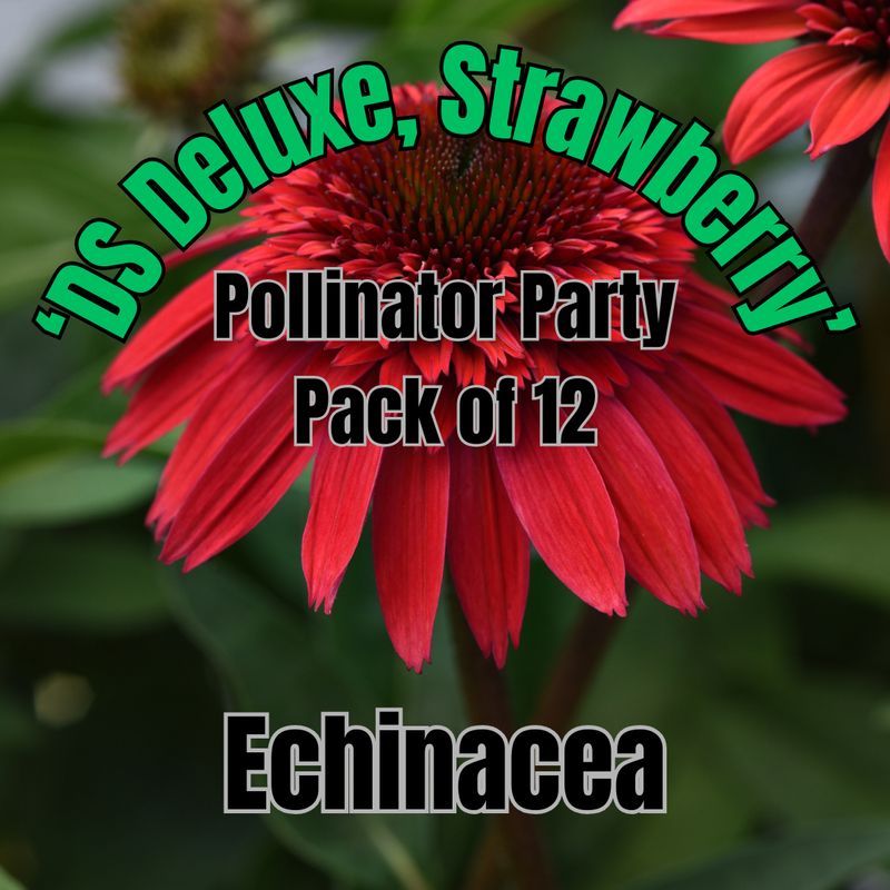 Echinacea, DS Deluxe Strawberry - Pollinator Party Pack of 12
