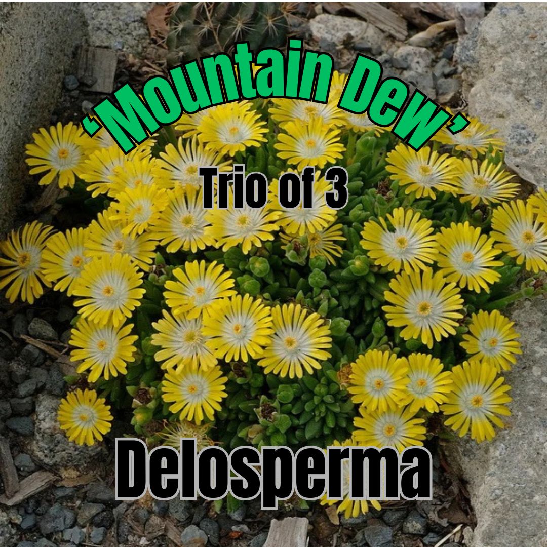 Delosperma, Mountain Dew - Trio