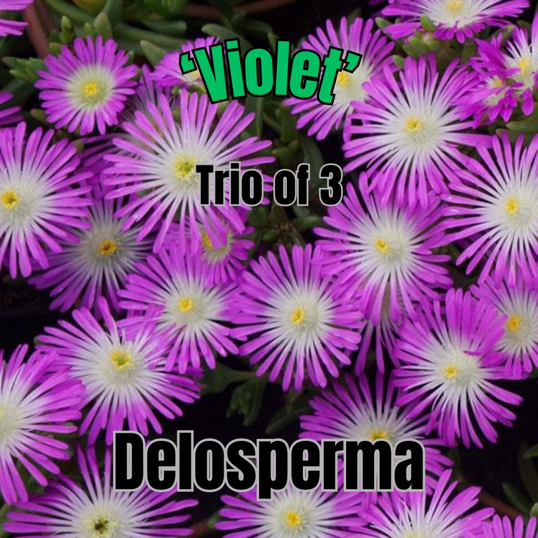 Delosperma, Violet - Trio