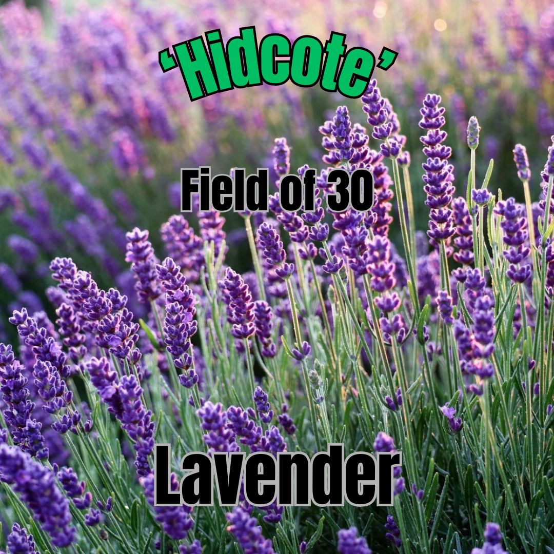 Lavender, Hidcote - Field of 30 Plants