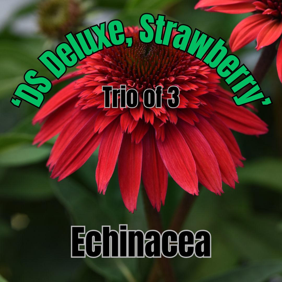 Echinacea, DS Deluxe Strawberry - Trio of 3 plants