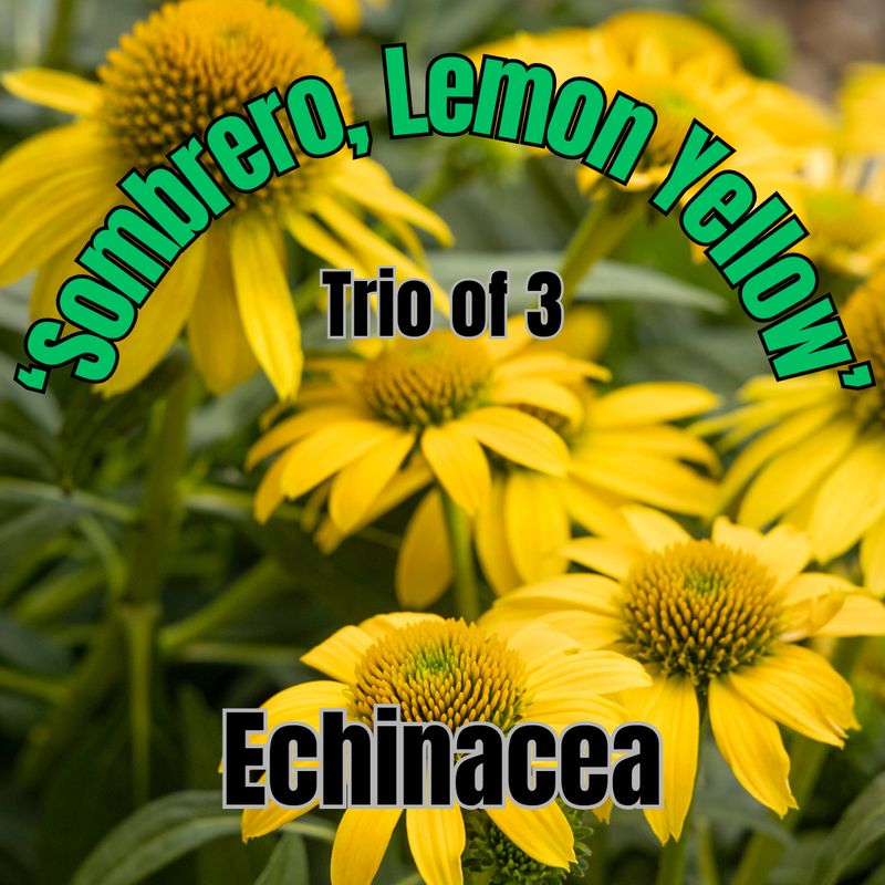 Echinacea, Som. Lemon Yellow - Trio of 3 plants
