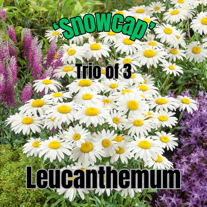Leucanthemum, Snowcap - Trio of plants