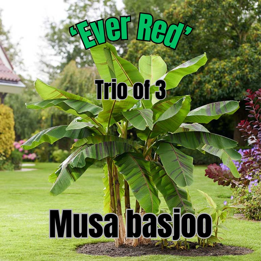 Musa basjoo, Ever Red - Trio of Trees