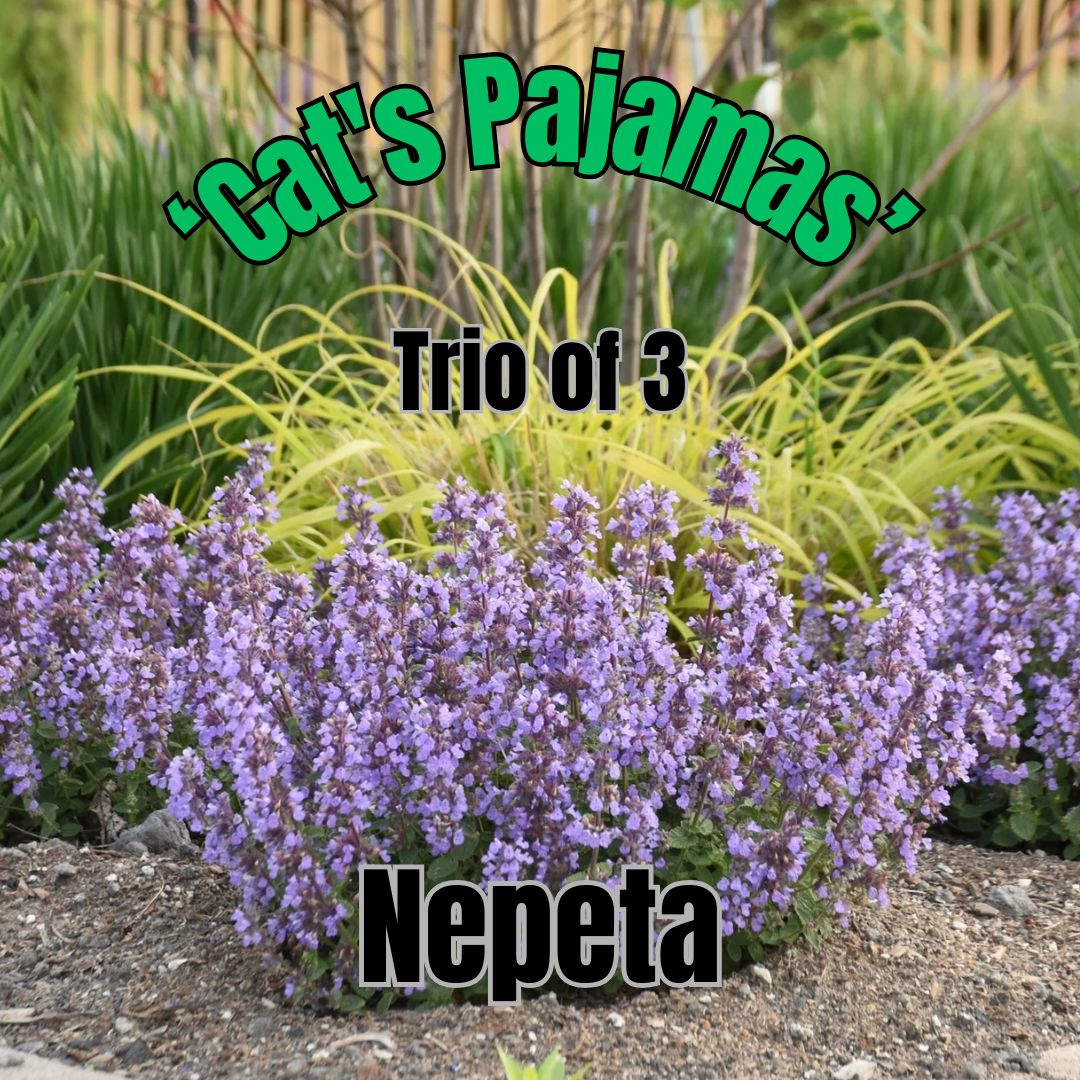 Nepeta, Cats Pajamas - Trio of plants