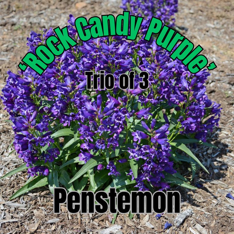 Penstemon, Rock Candy Purple - Trio of plants