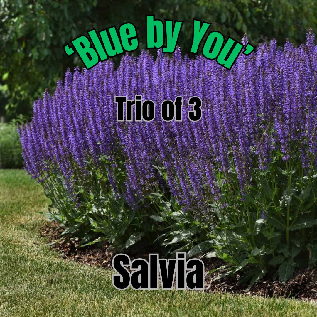 Salvia nemorosa, Blue by You - Trio of plants