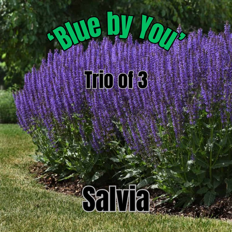 Salvia nemorosa, Blue by You - Trio of plants
