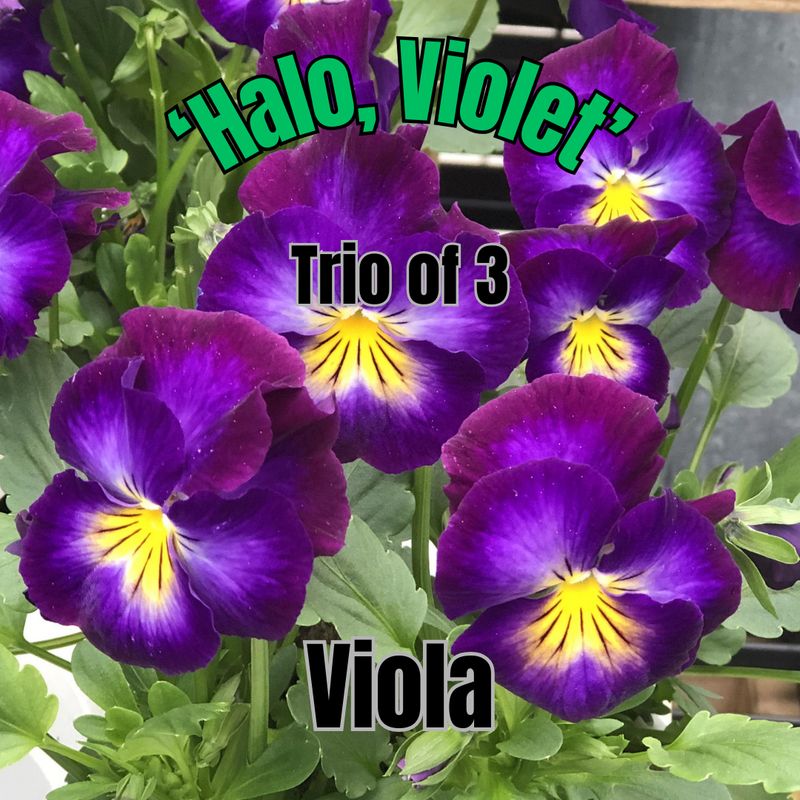 Viola, Halo Violet - Trio of plants