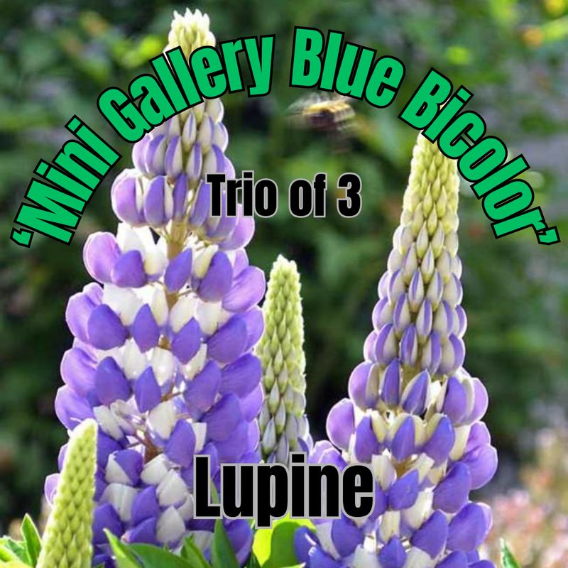 Lupinus, Mini Gallery Blue Bicolor - Trio of plants