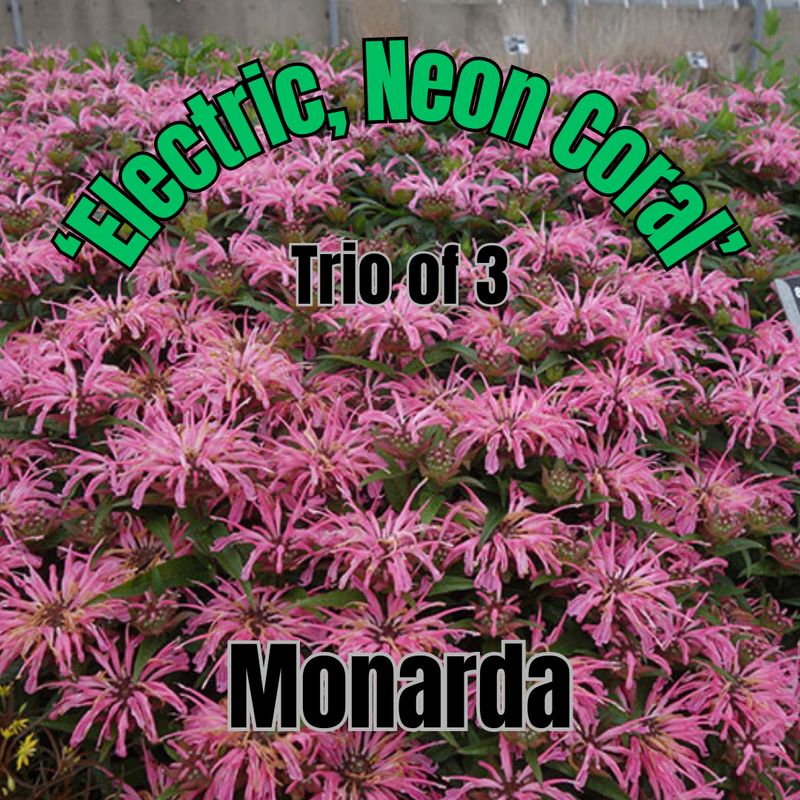 Monarda, Electric Neon Coral - Trio of plants