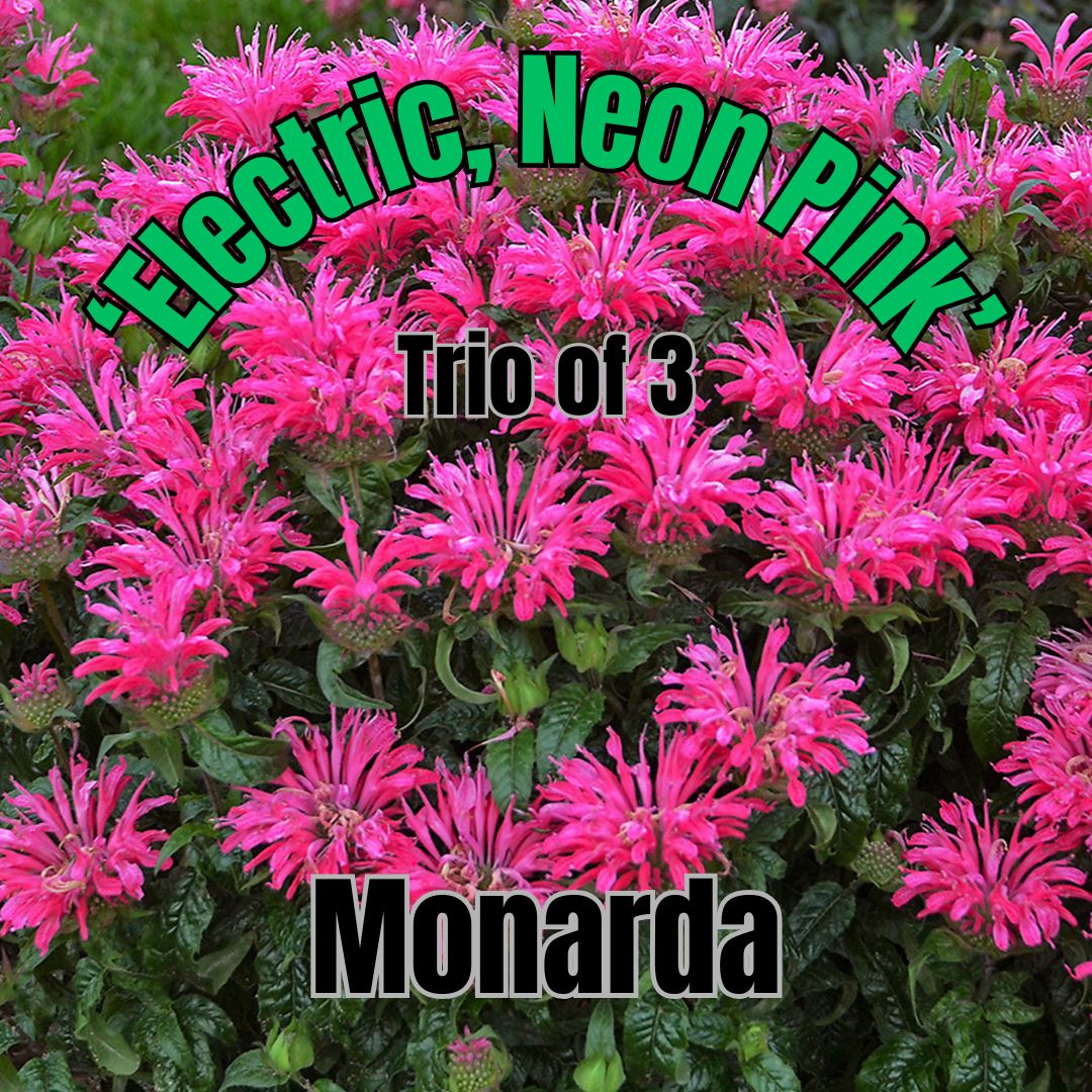 Monarda, Electric Neon Pink - Trio of plants