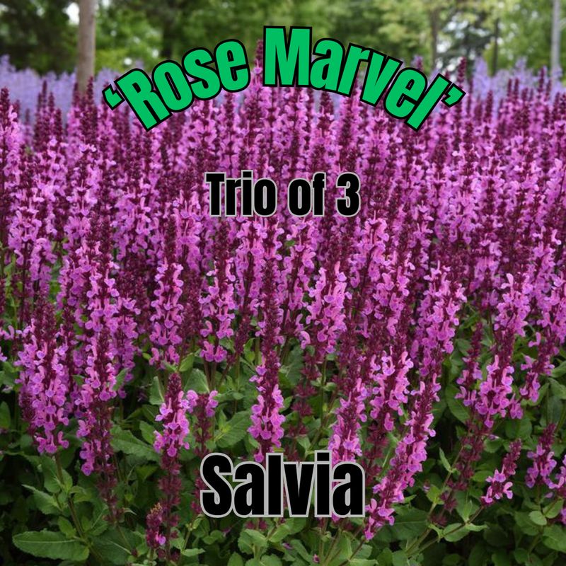 Salvia nemorosa, Rose Marvel - Trio of plants
