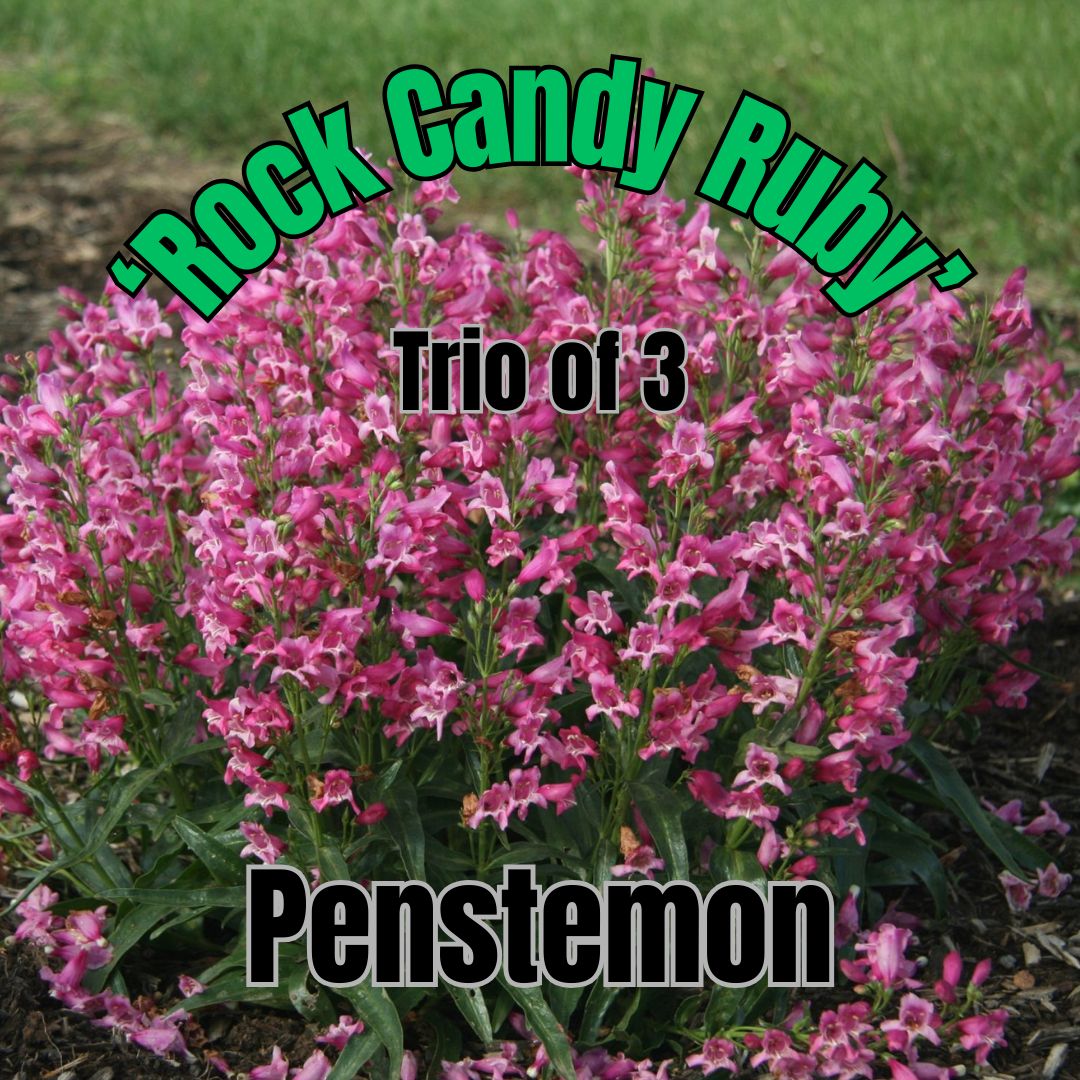 Penstemon, Rock Candy Ruby - Trio of plants