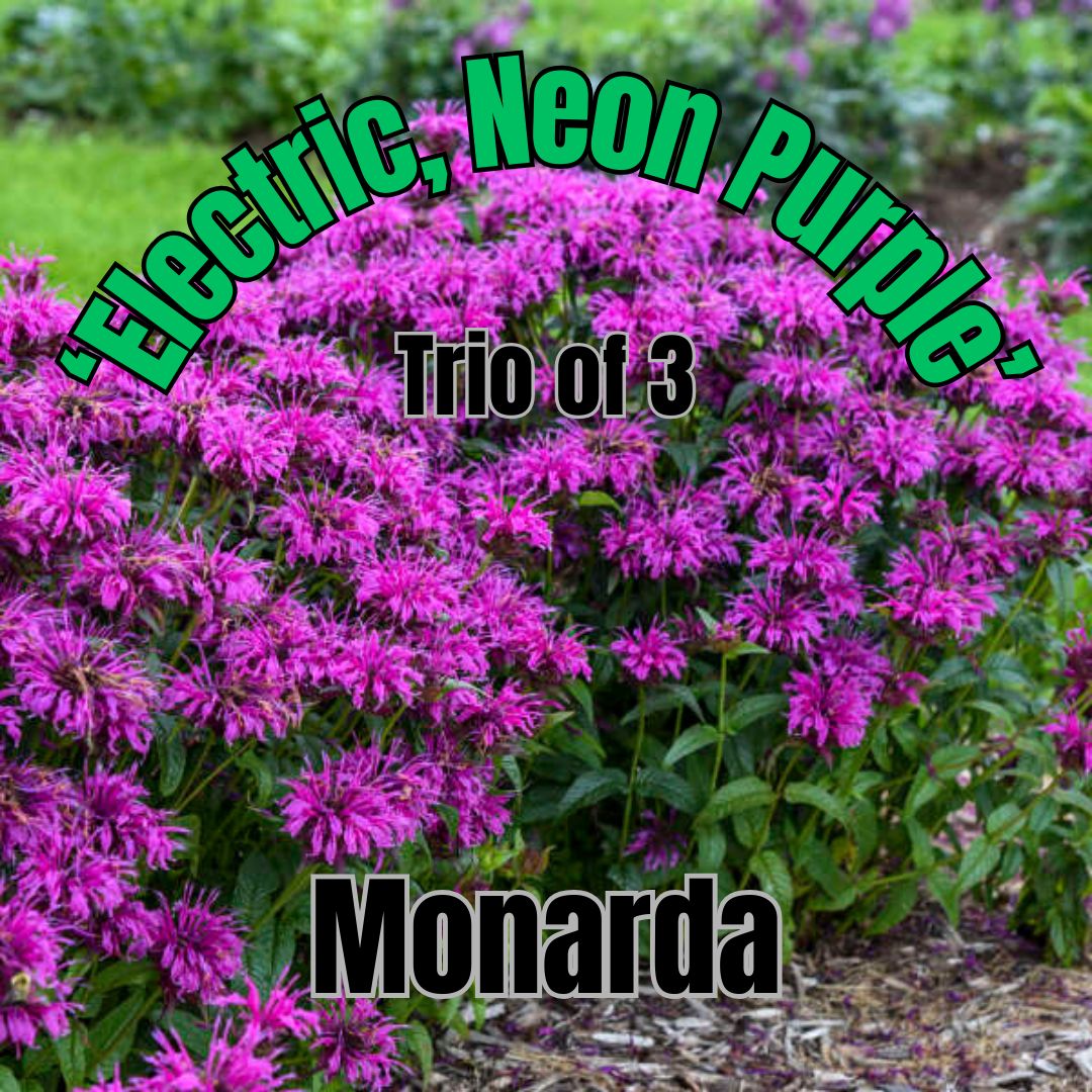 Monarda, Electric Neon Purple - Trio of plants