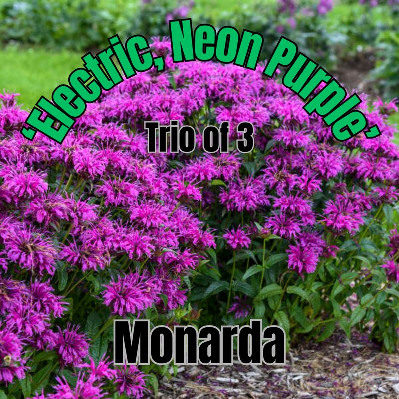 Monarda, Electric Neon Purple - Trio of plants