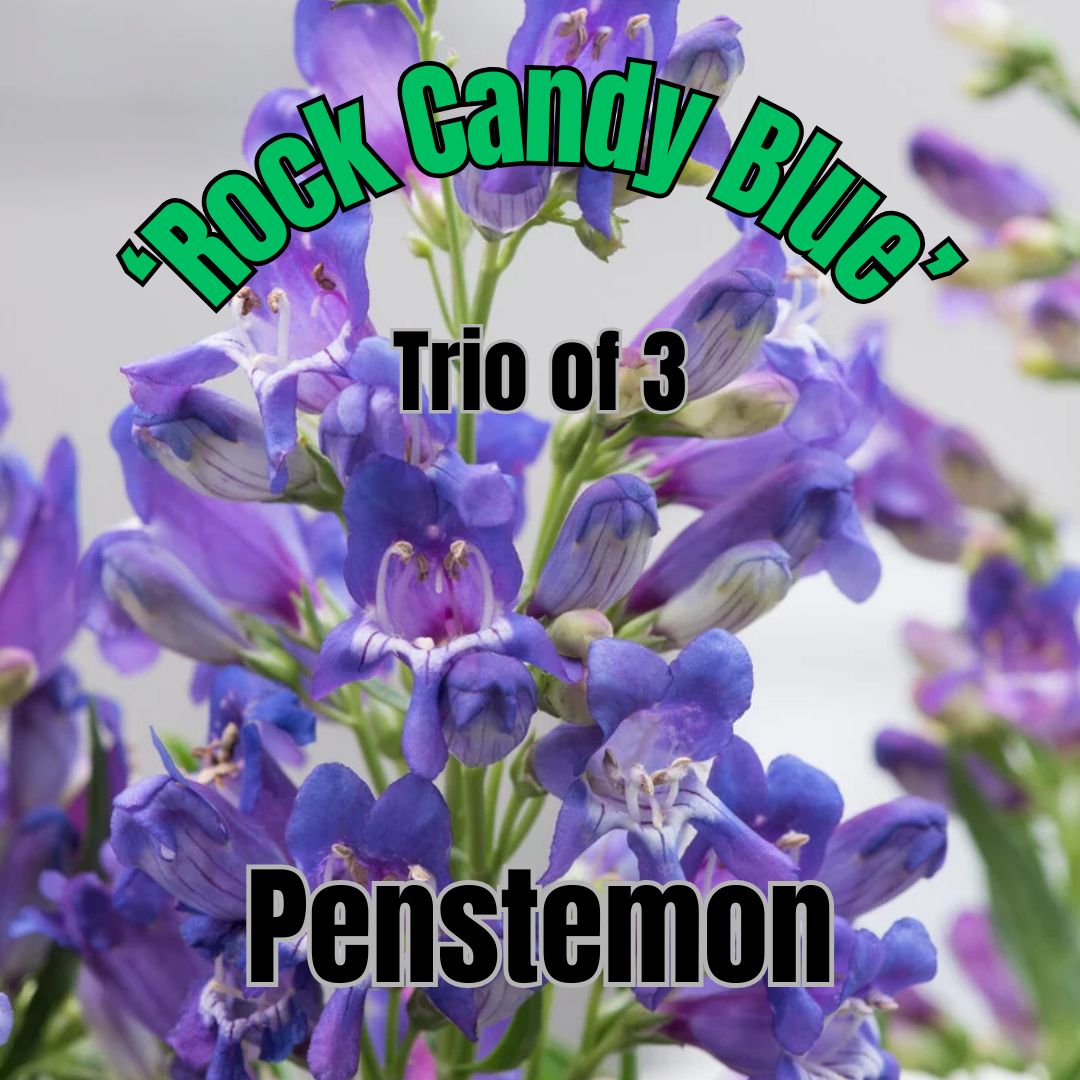 Penstemon, Rock Candy Blue - Trio of plants
