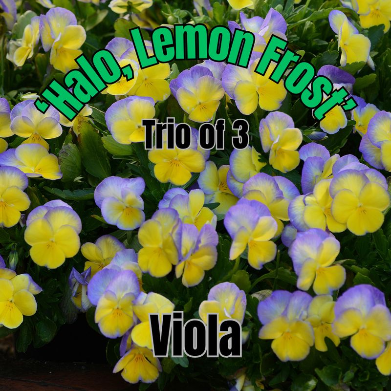Viola, Halo Lemon Frost - Trio of plants