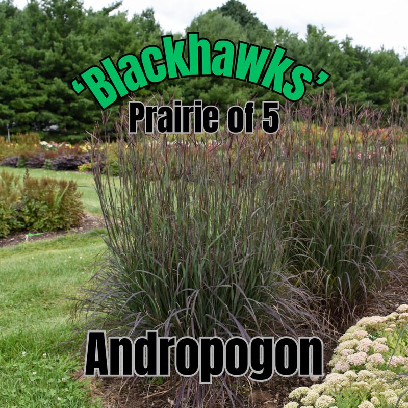Andropogon g., Blackhawks - Prairie
