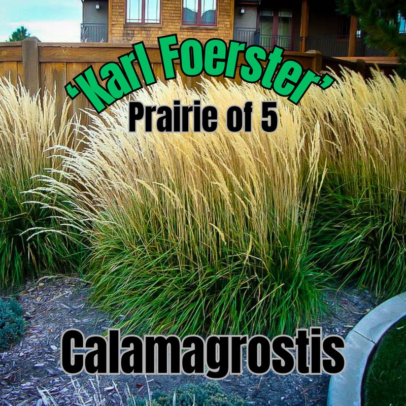 Calamagrostis a., Karl Foerster - Prairie