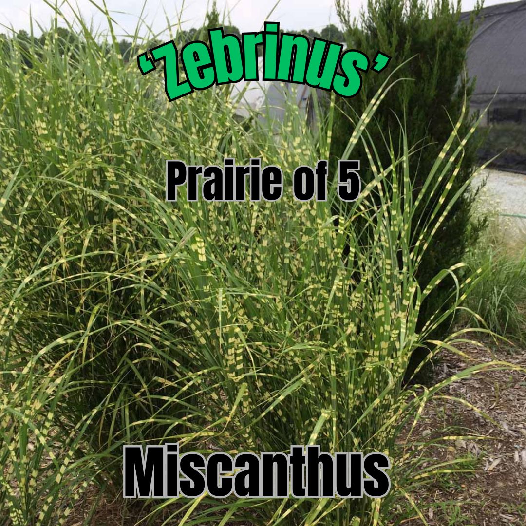 Miscanthus s., Zebra - Prairie