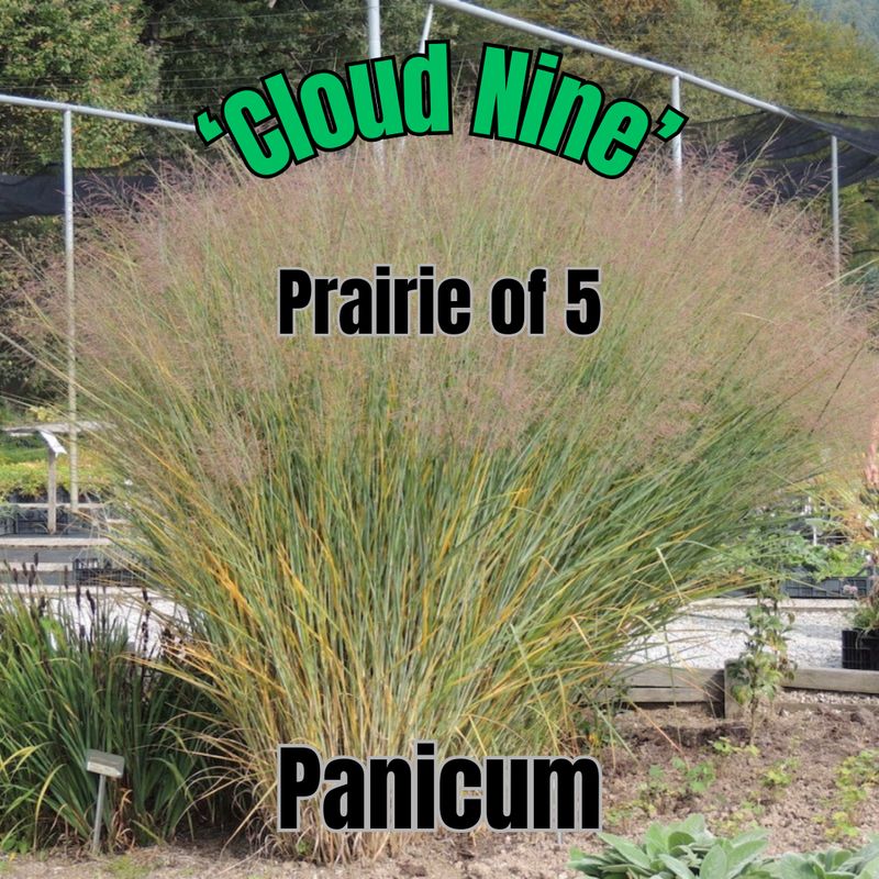 Panicum v., Cloud Nine - Prairie
