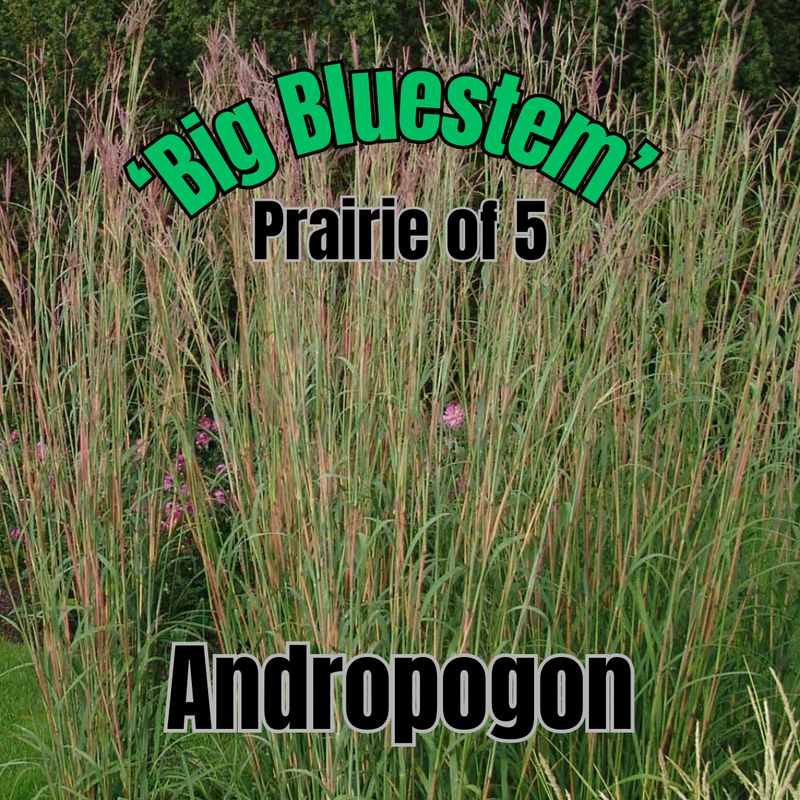 Andropogon g., Big Bluestem - Prairie