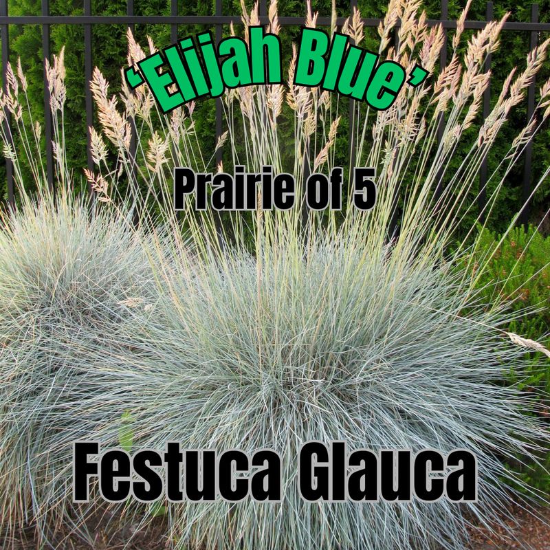 Festuca glauca, Elijah Blue - Prairie