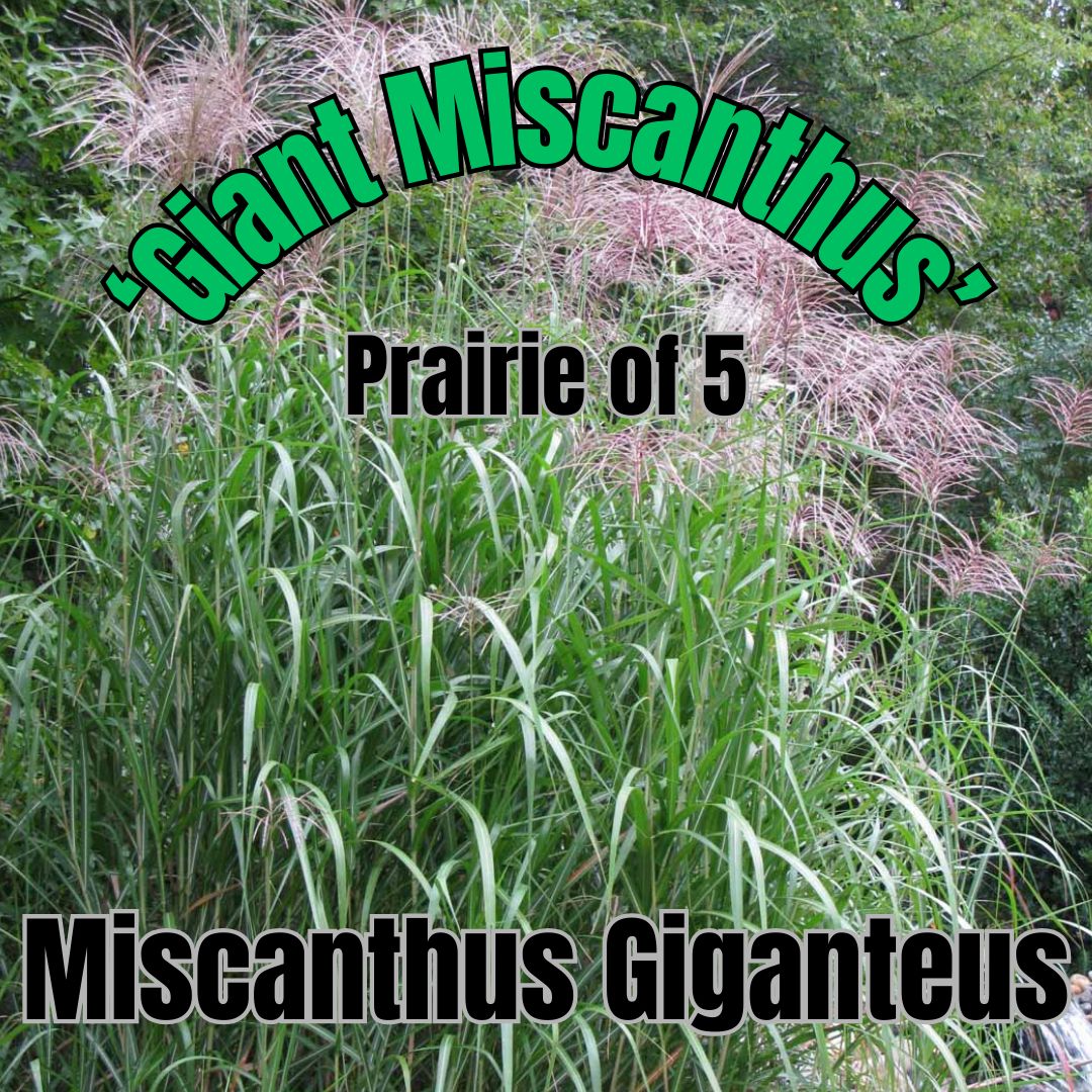 Miscanthus giganteus - Prairie