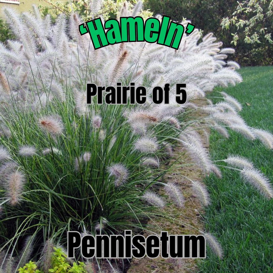 Pennisetum a., Hameln - Prairie