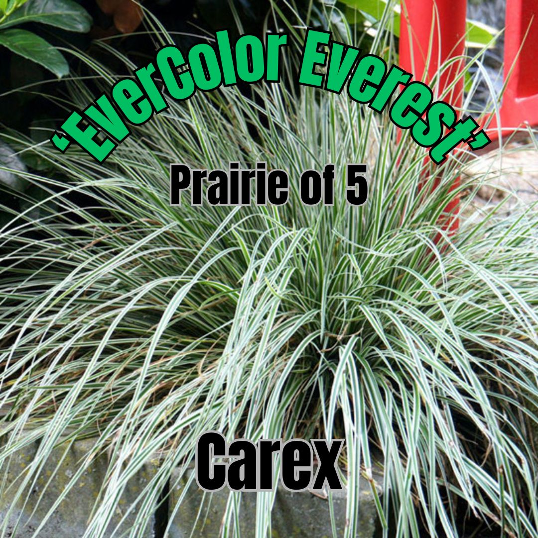 Carex o., EverColor Everest - Prairie